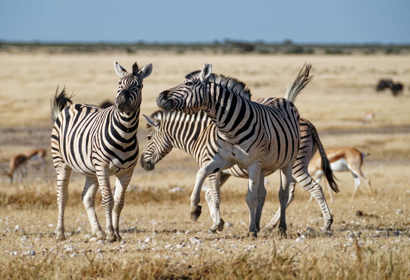 A herd of zebras walking across Etosha National Park