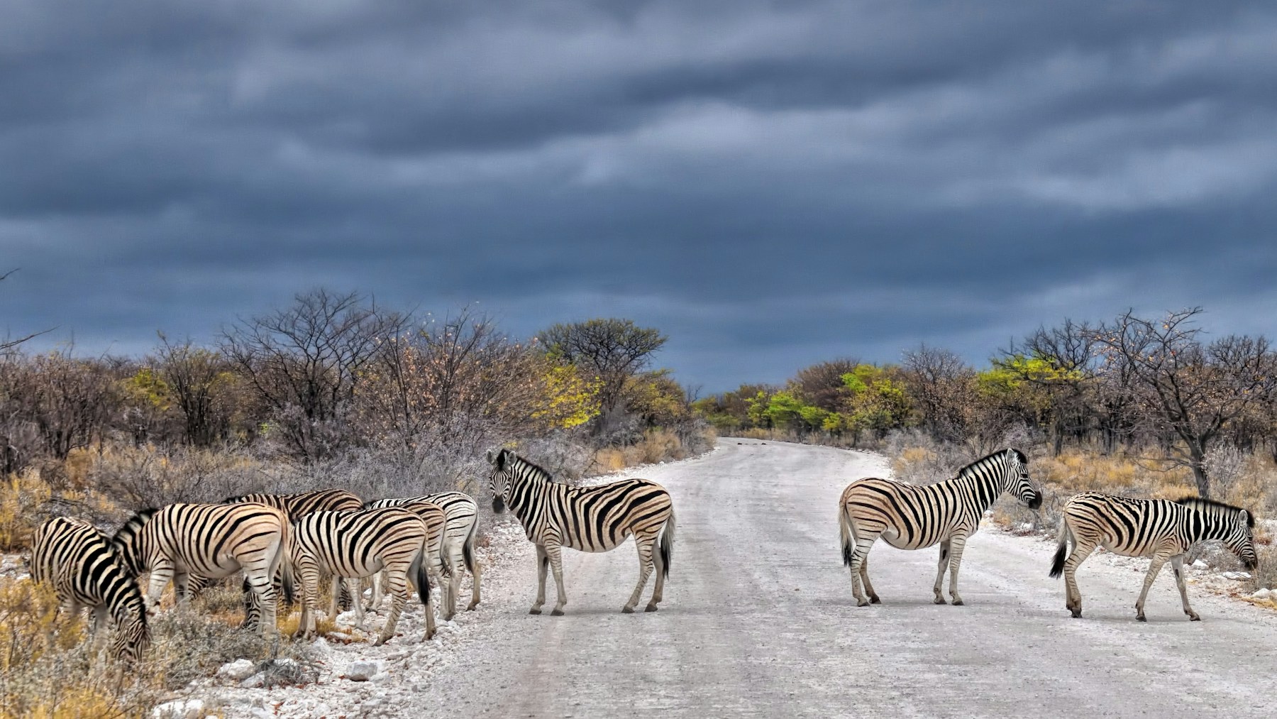Zebras crossing an open road in Etosha National Park, Namibia