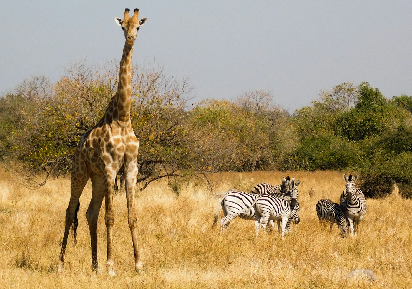 Zebras in the Namib Desert
